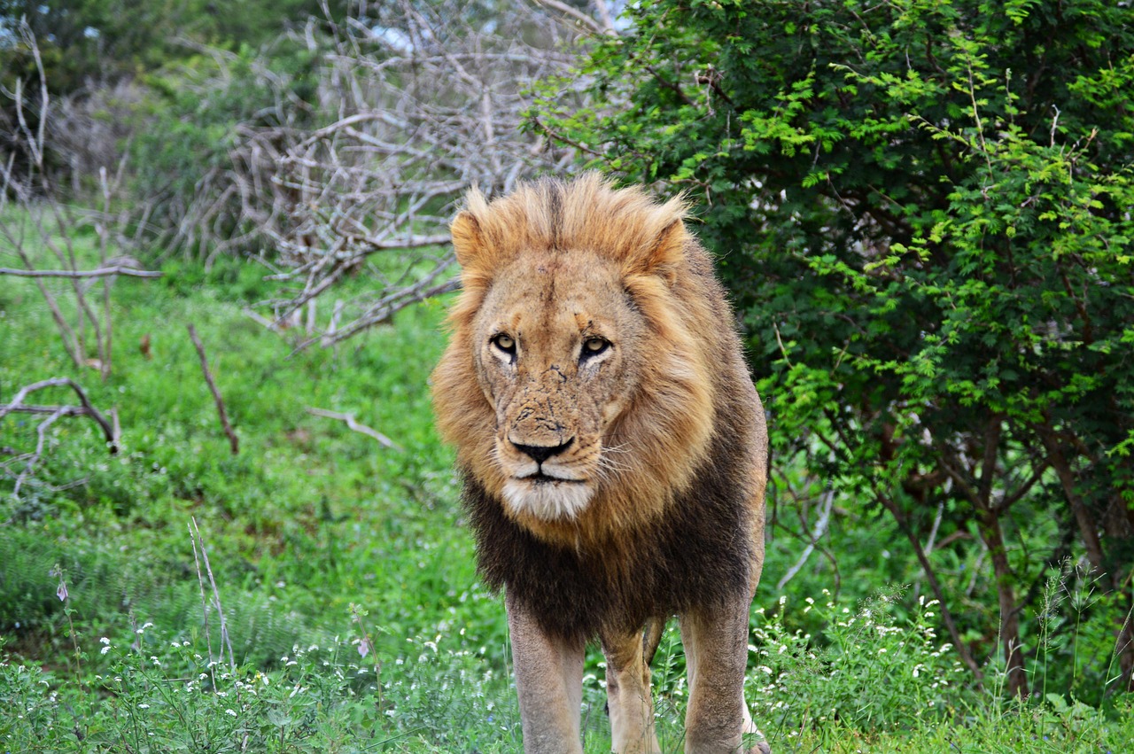 Kruger Lion Simakade