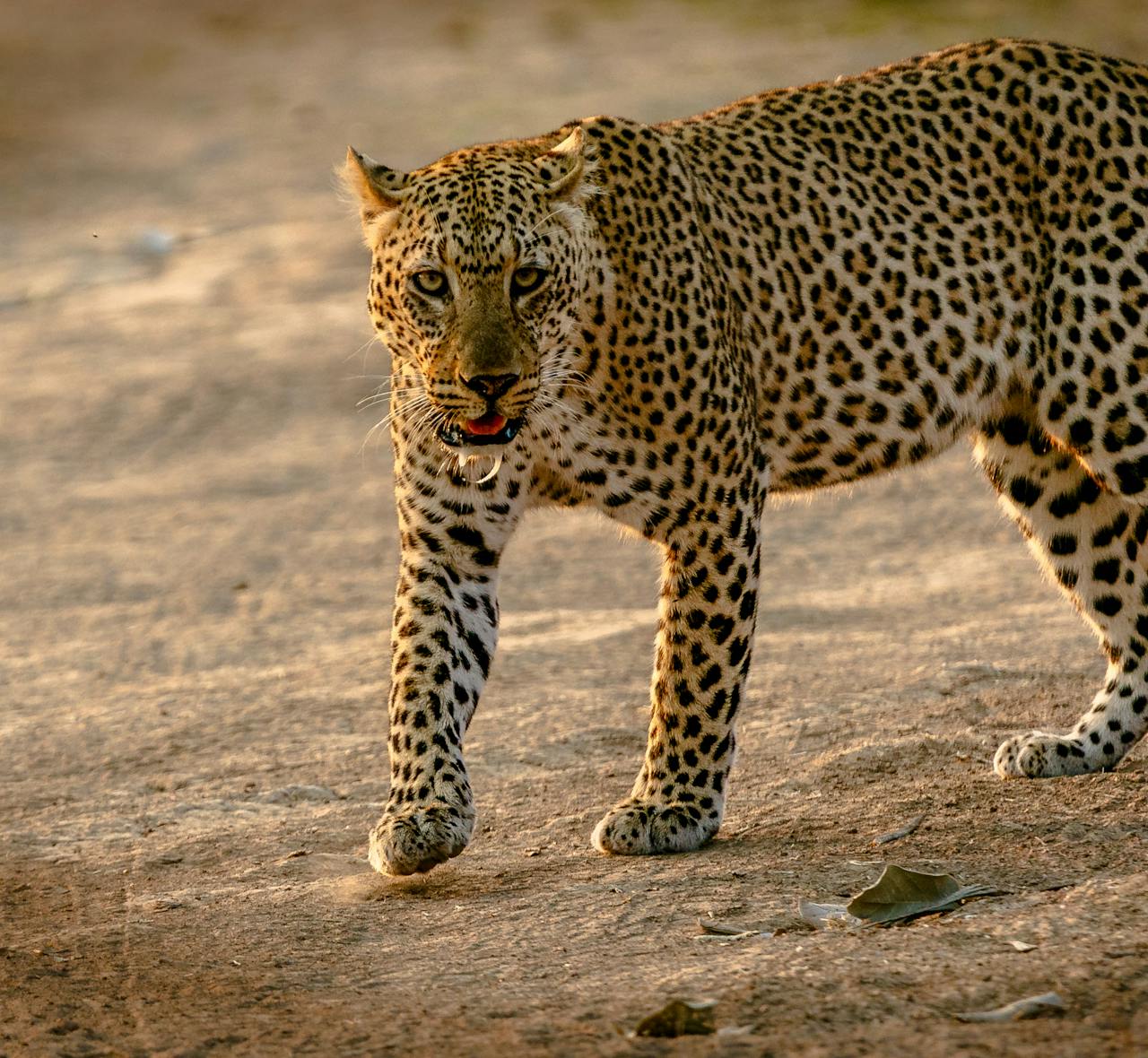 Zambia Leopard Simakade