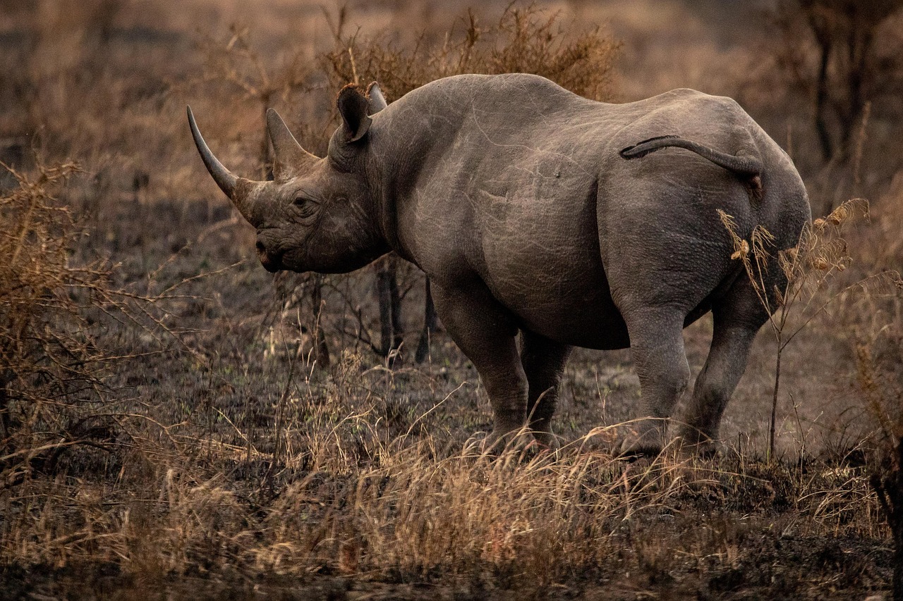 Zambia Black Rhino Simakade