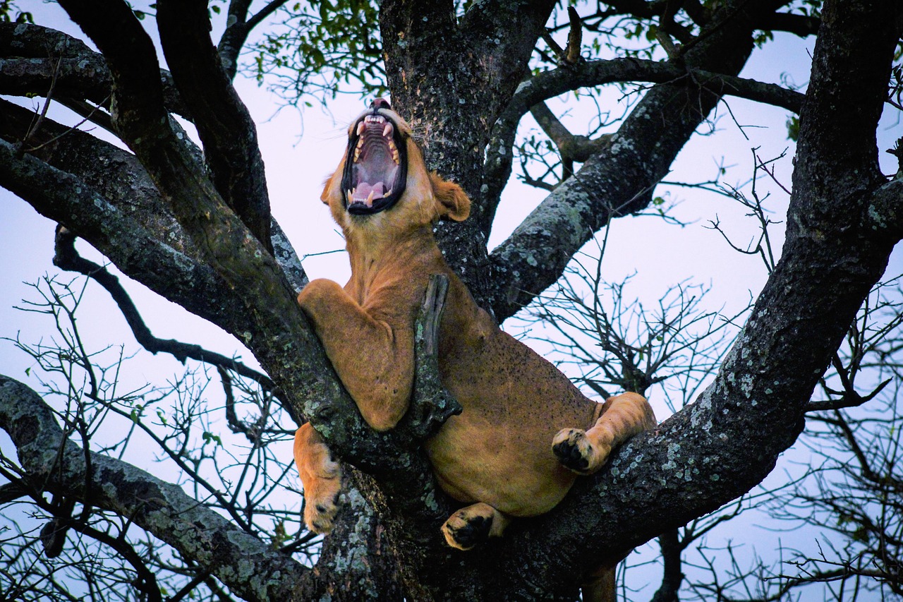 Uganda Simakade Lion