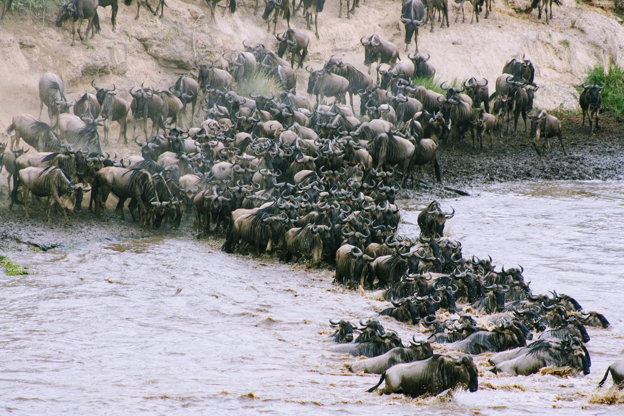 Tanzania Migration Simakade