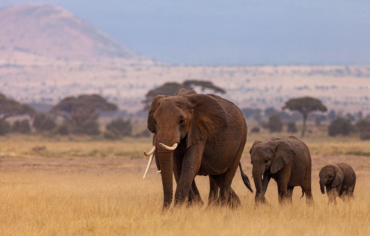 Elephant Kenya Simakade