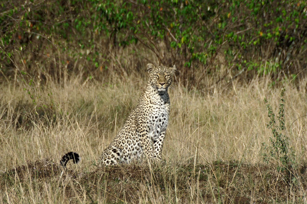 Simakade Leopard Kenya