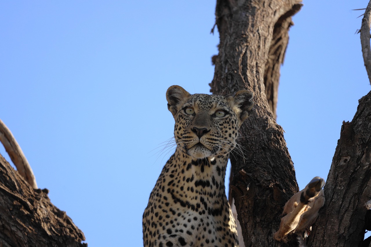 Laikipia Leopard Simakade Kenya