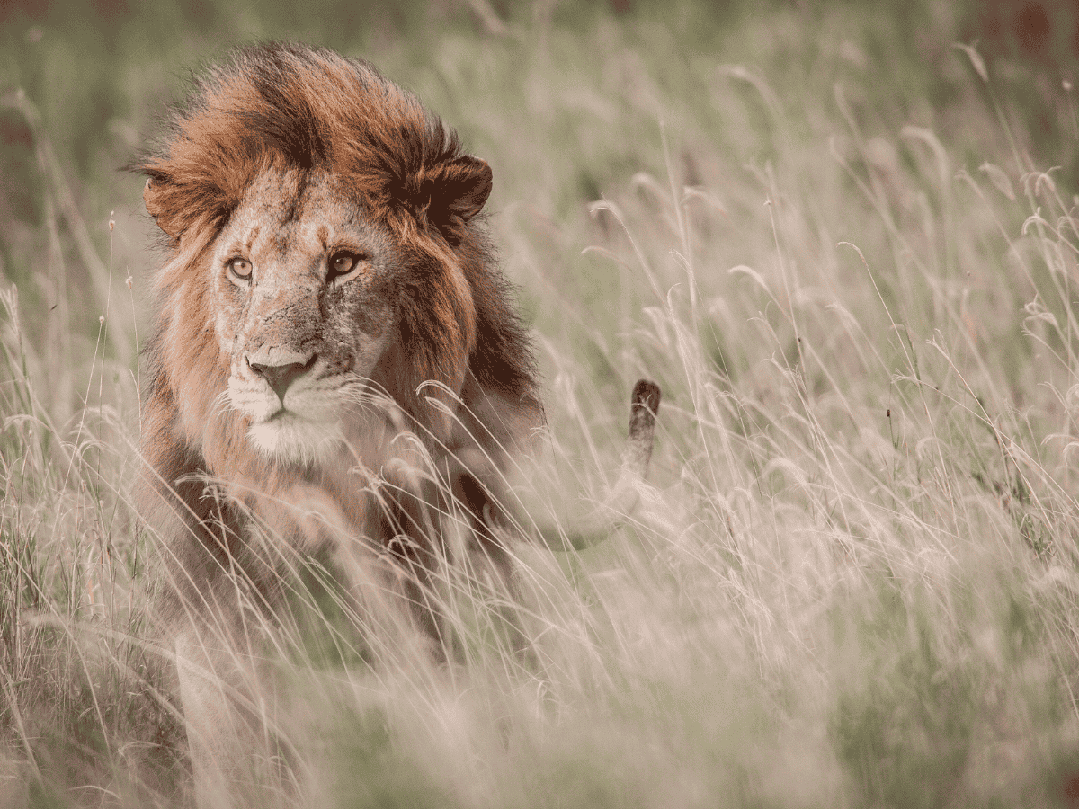 Balule Nature Reserve Lion Simakade