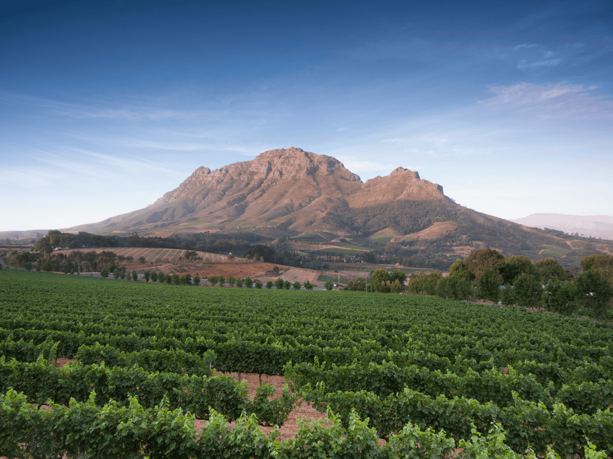 Cape Winelands Simakade
