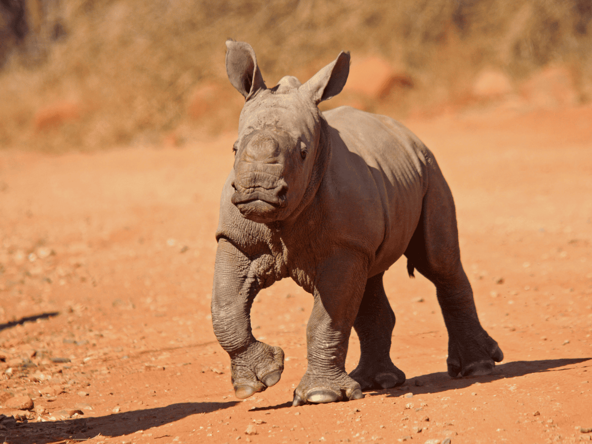 Waterberg Safari Region