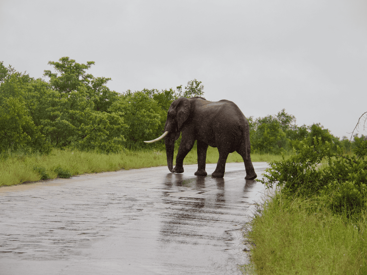 Kruger National Park Simakade