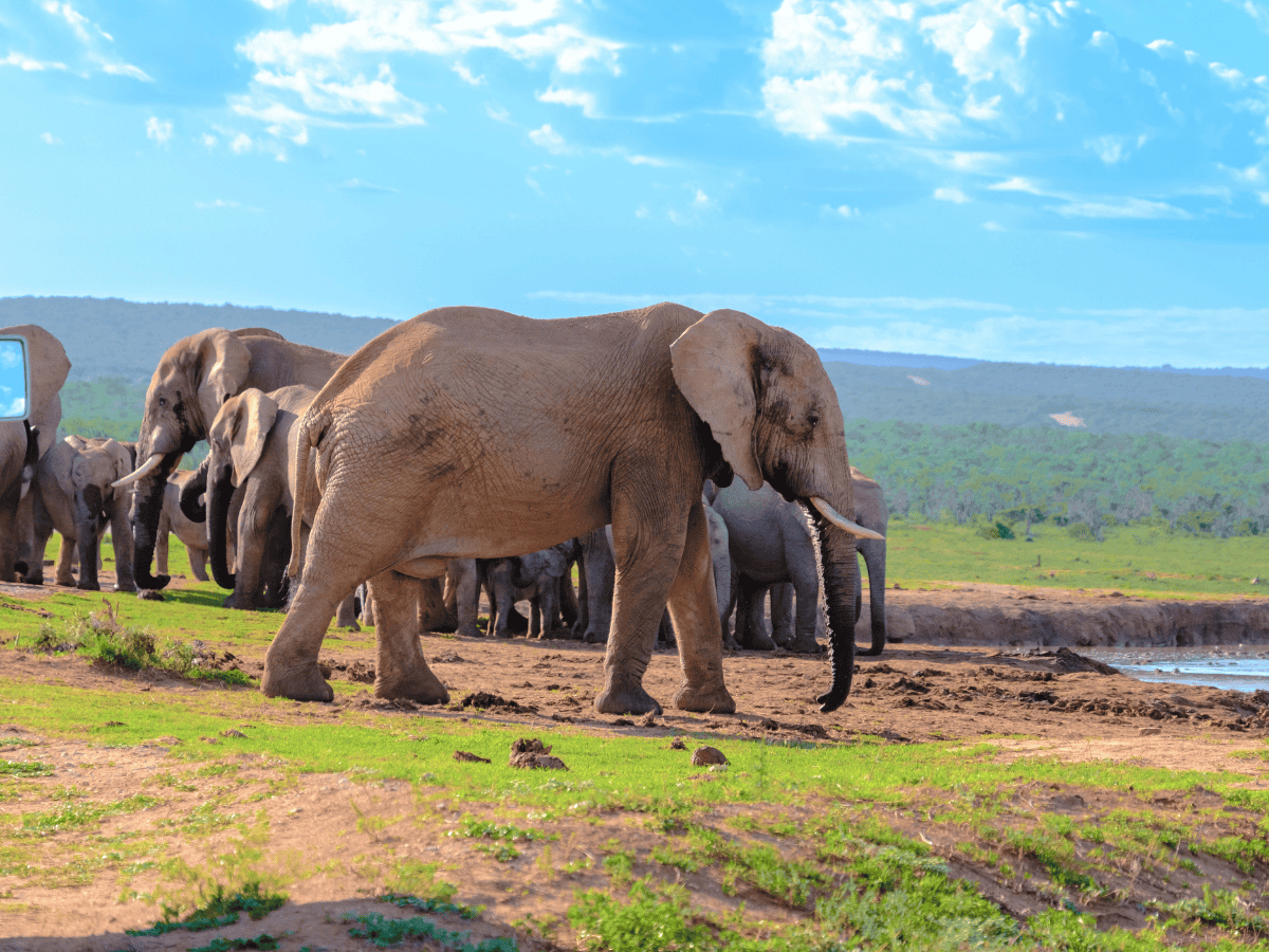Addo Elephant National Park Simakade