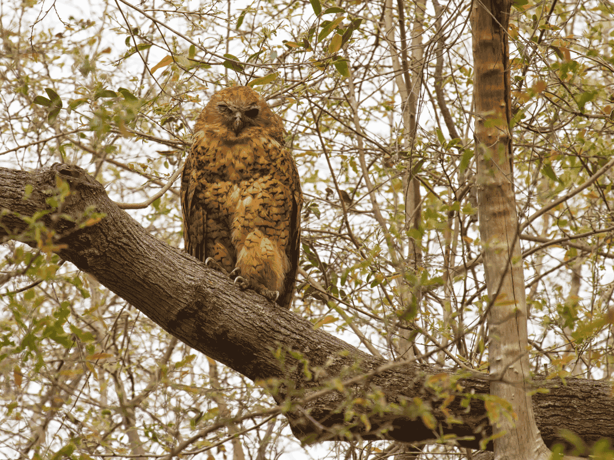 Umkuze Game Reserve Simakade