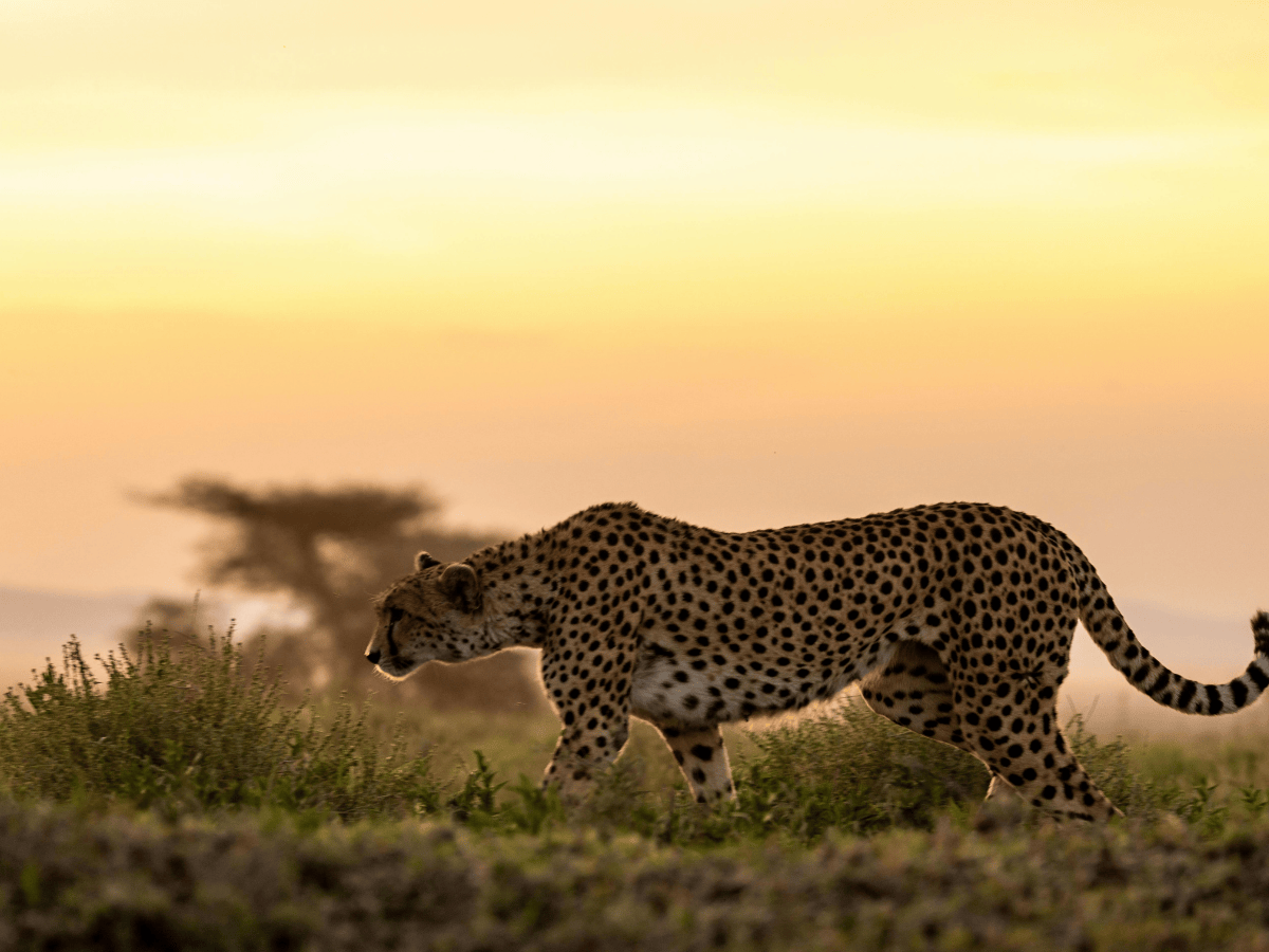 Phinda  Reserve Simakade