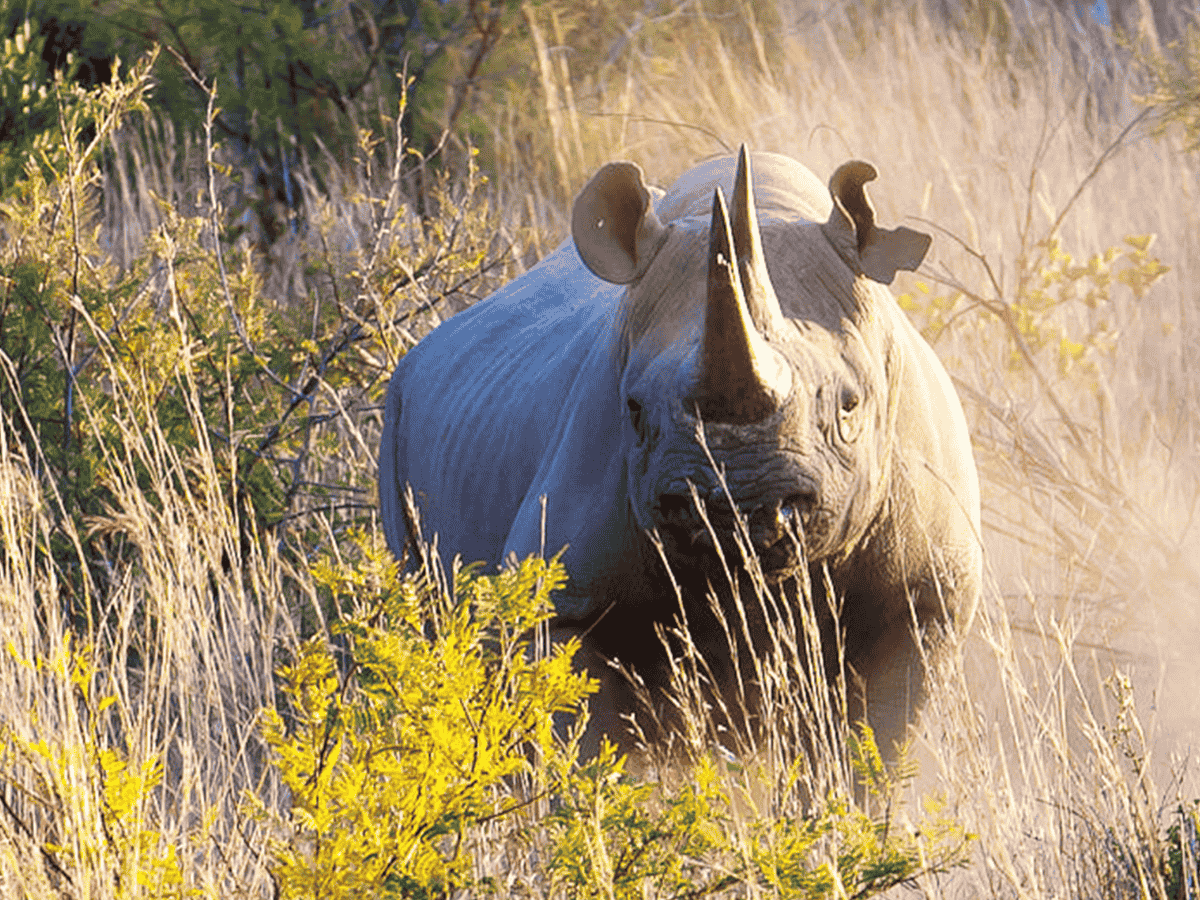 Black Rhino Reserve Simakade