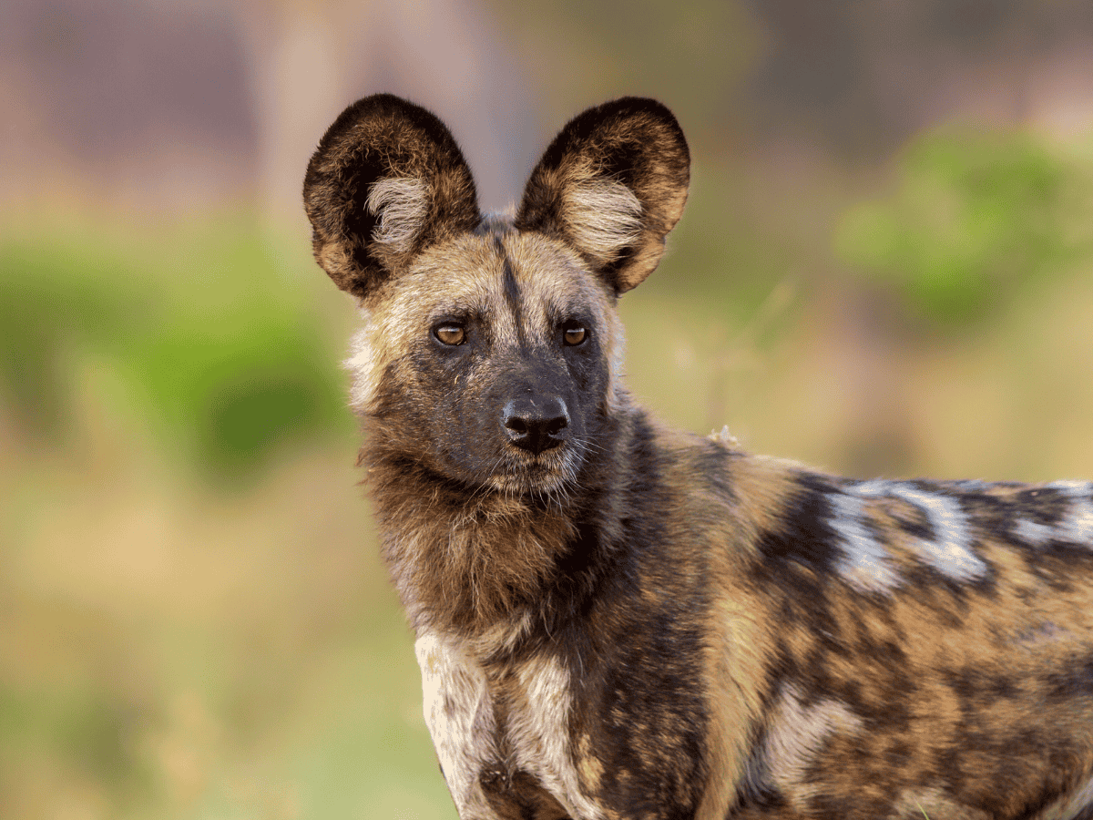 Wild Dog Simakade