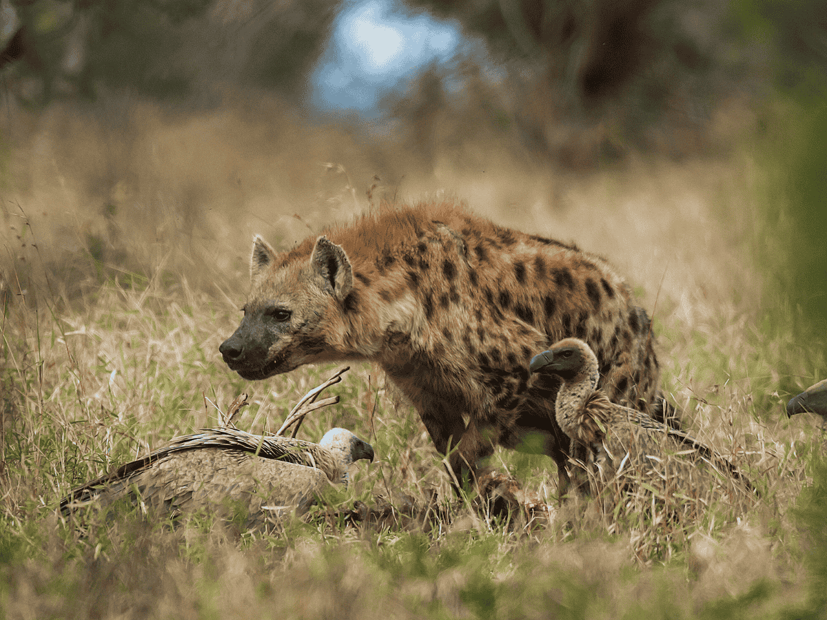 Simakade Spotted Hyena