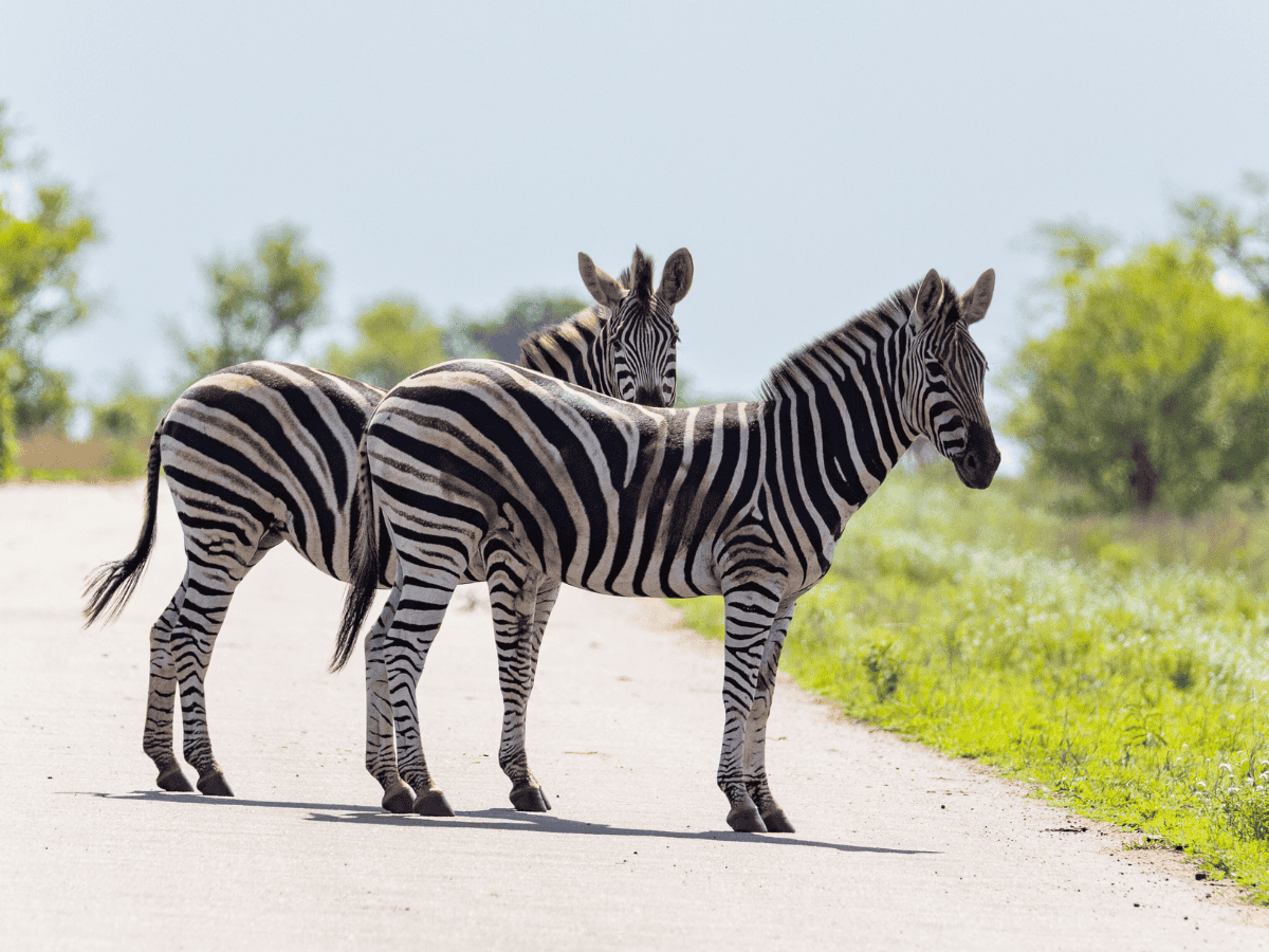 Simakade Plains Zebra