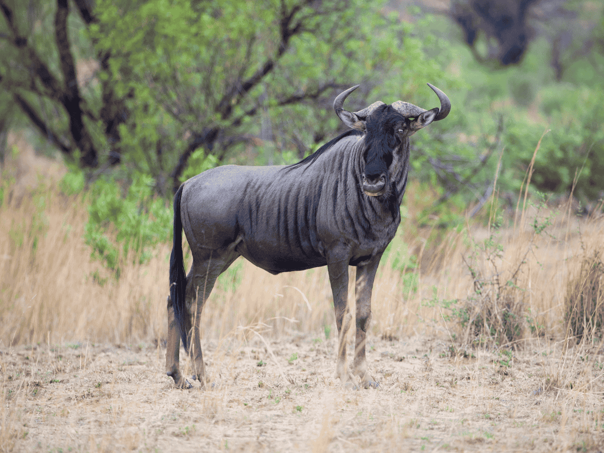 Blue Wildebeest Simakade