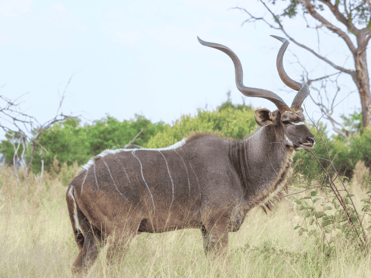 Simakade Kudu