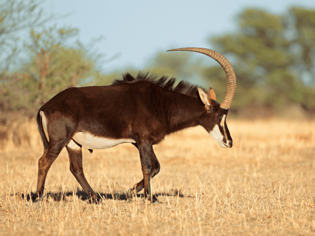 Sable Antelope Simakade