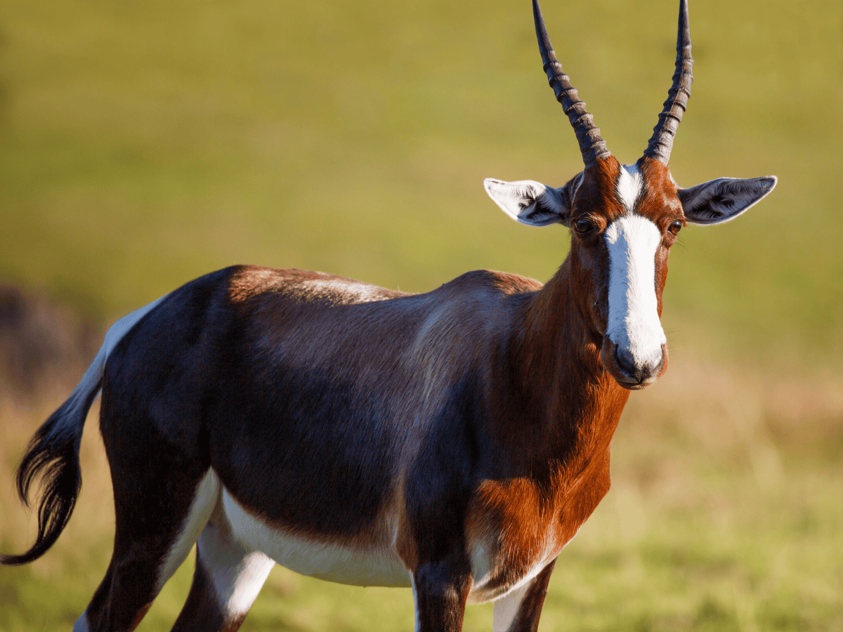 Bontebok Simakade
