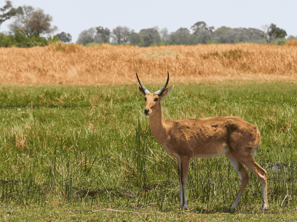 Common Reedbuck