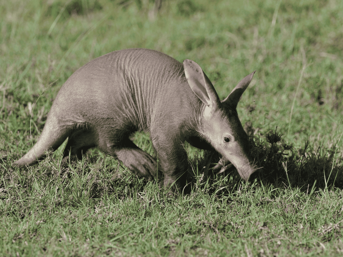 Aardvark Simakade