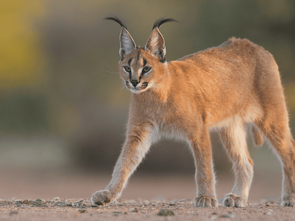 Caracal Simakade