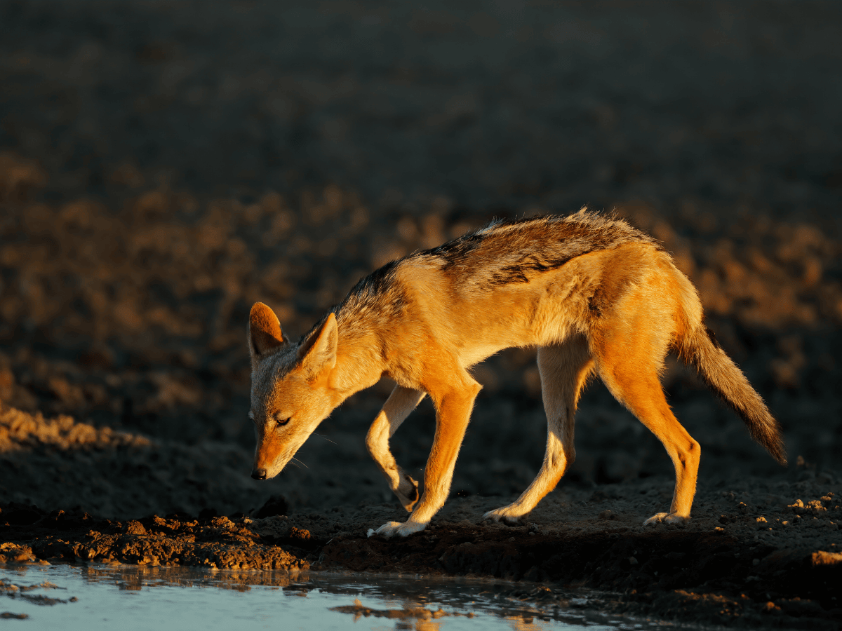 Black Backed Jackal Simakade