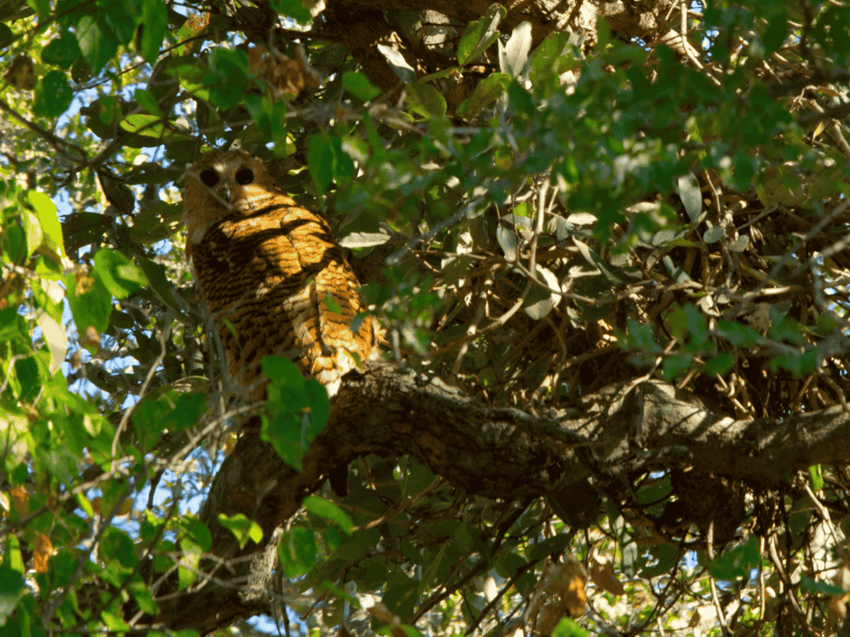 Pel's Fishing Owl
