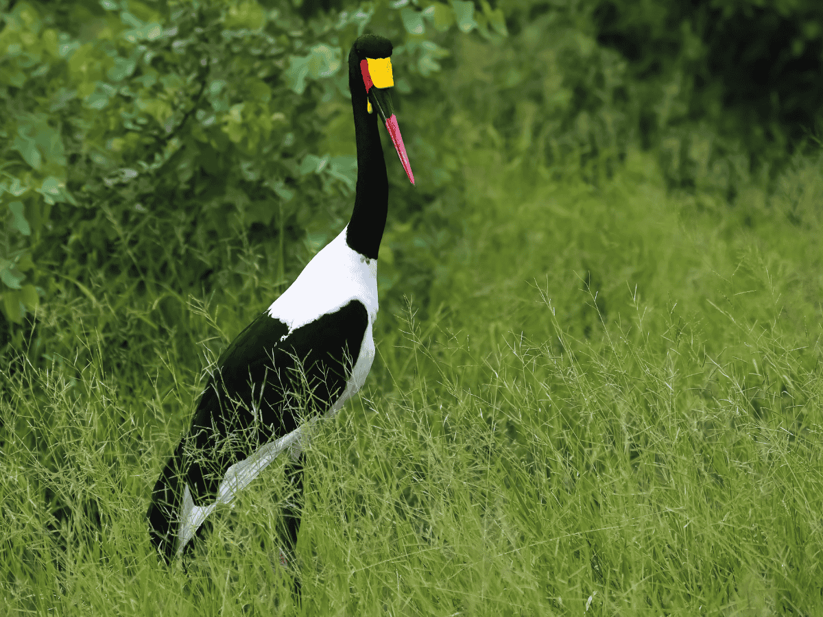 Saddle-billed Stork Simakade