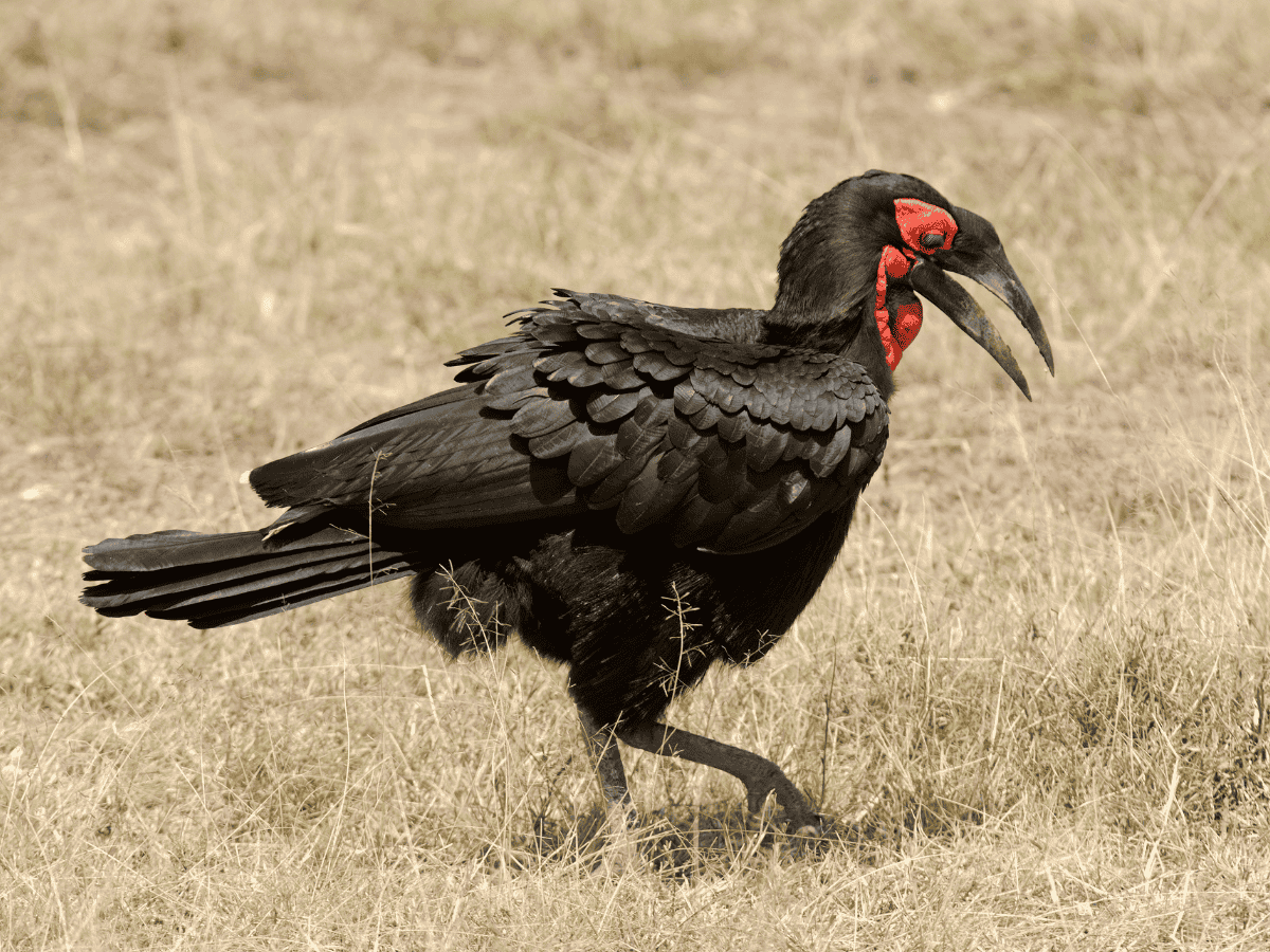 Southern Ground Hornbill Simakade