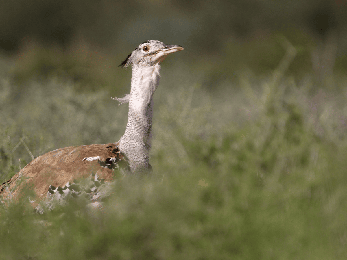 Kori Bustard