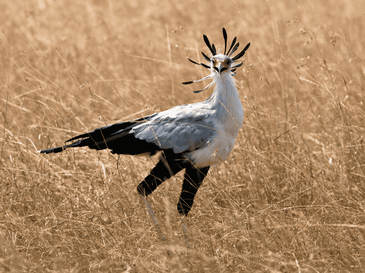 Secretarybird