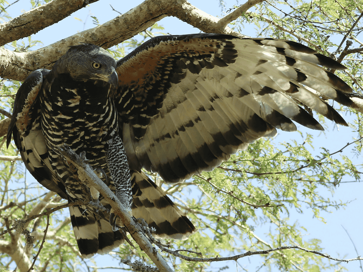 Crowned Eagle