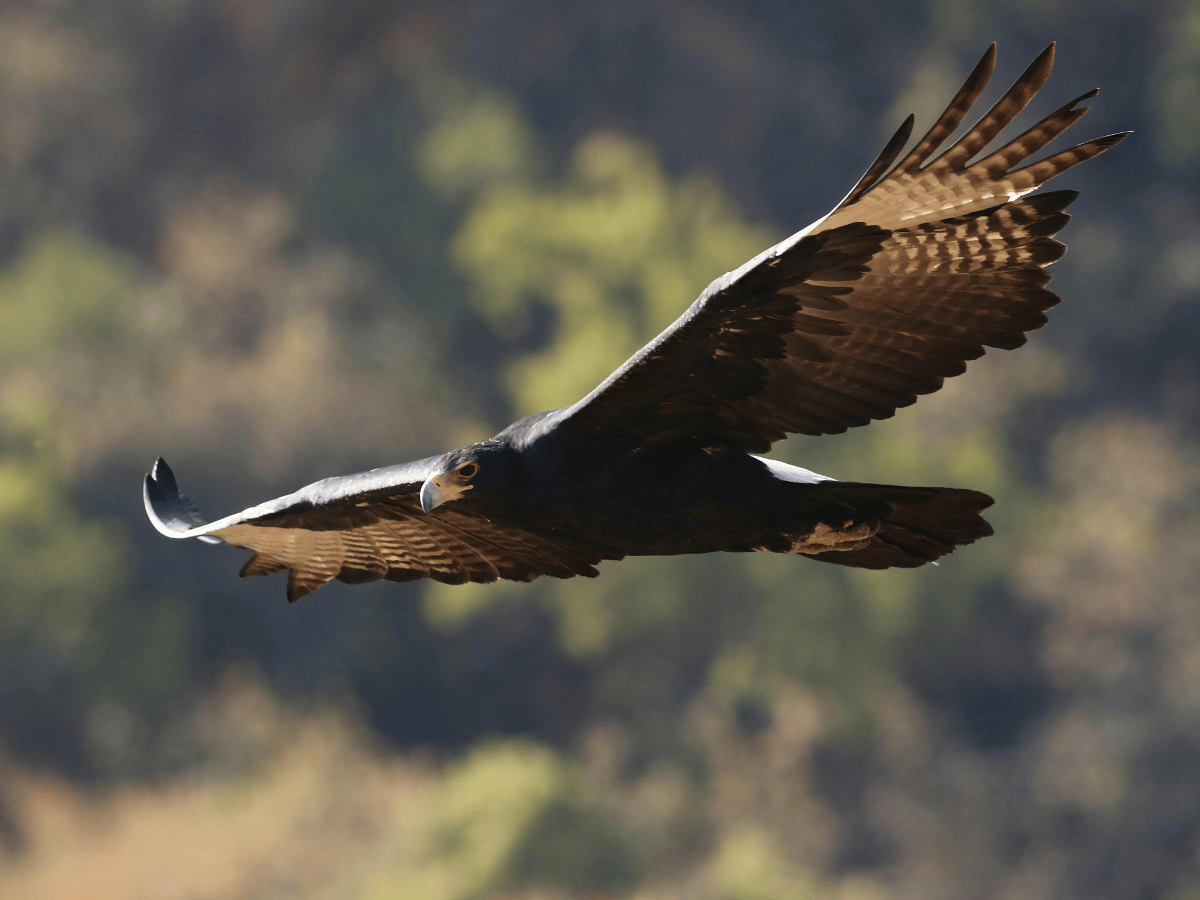 Verreaux Eagle