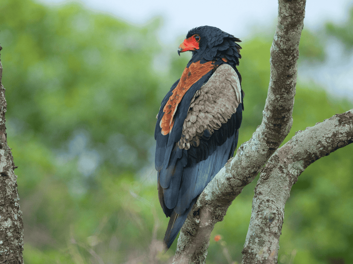 Bateleur