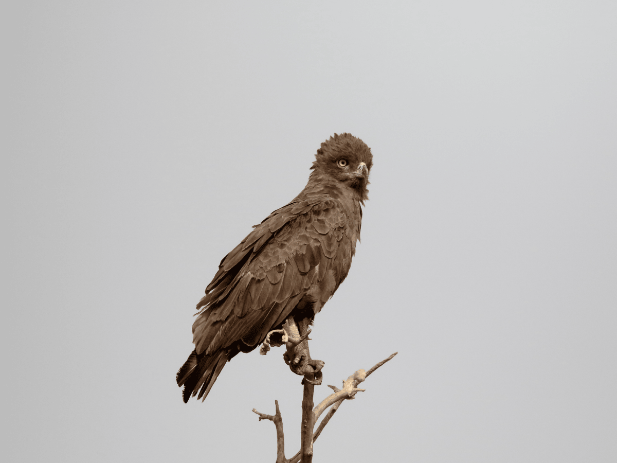 Brown Snake Eagle Simakade
