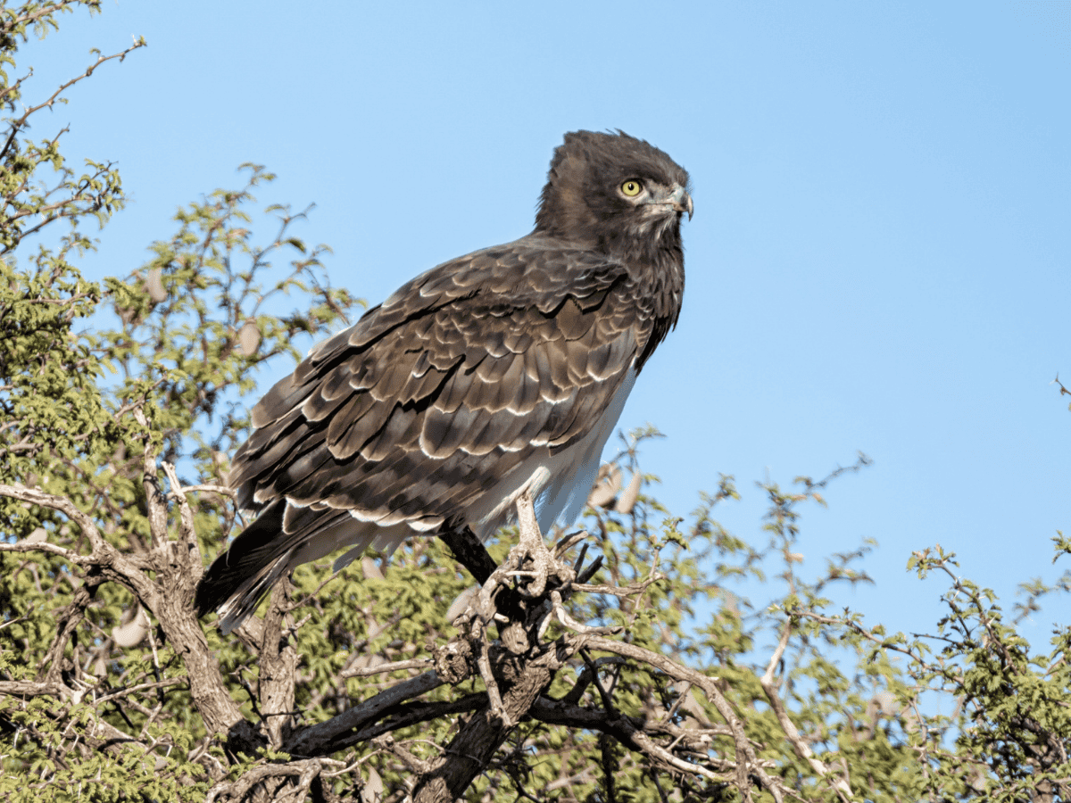 Black-chested Snake Eagle