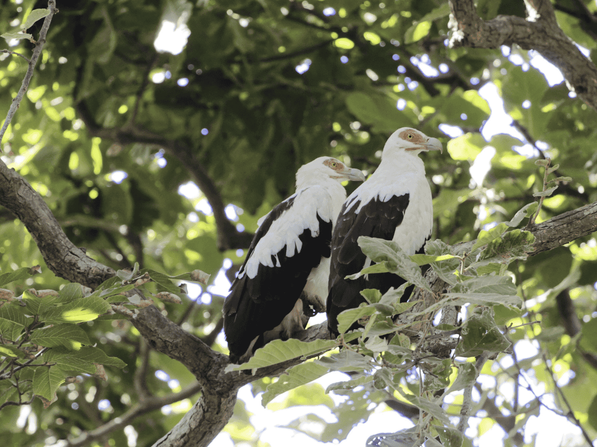 Palm-nut Vulture