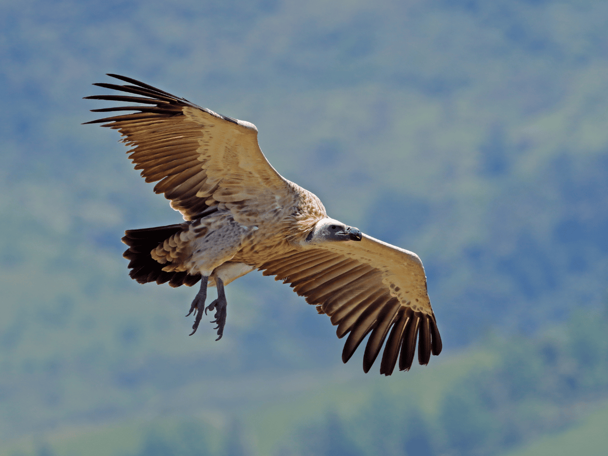 Cape Vulture