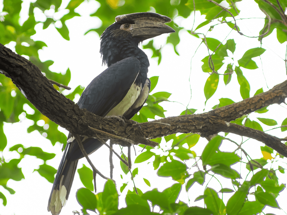 Trumpeter Hornbill