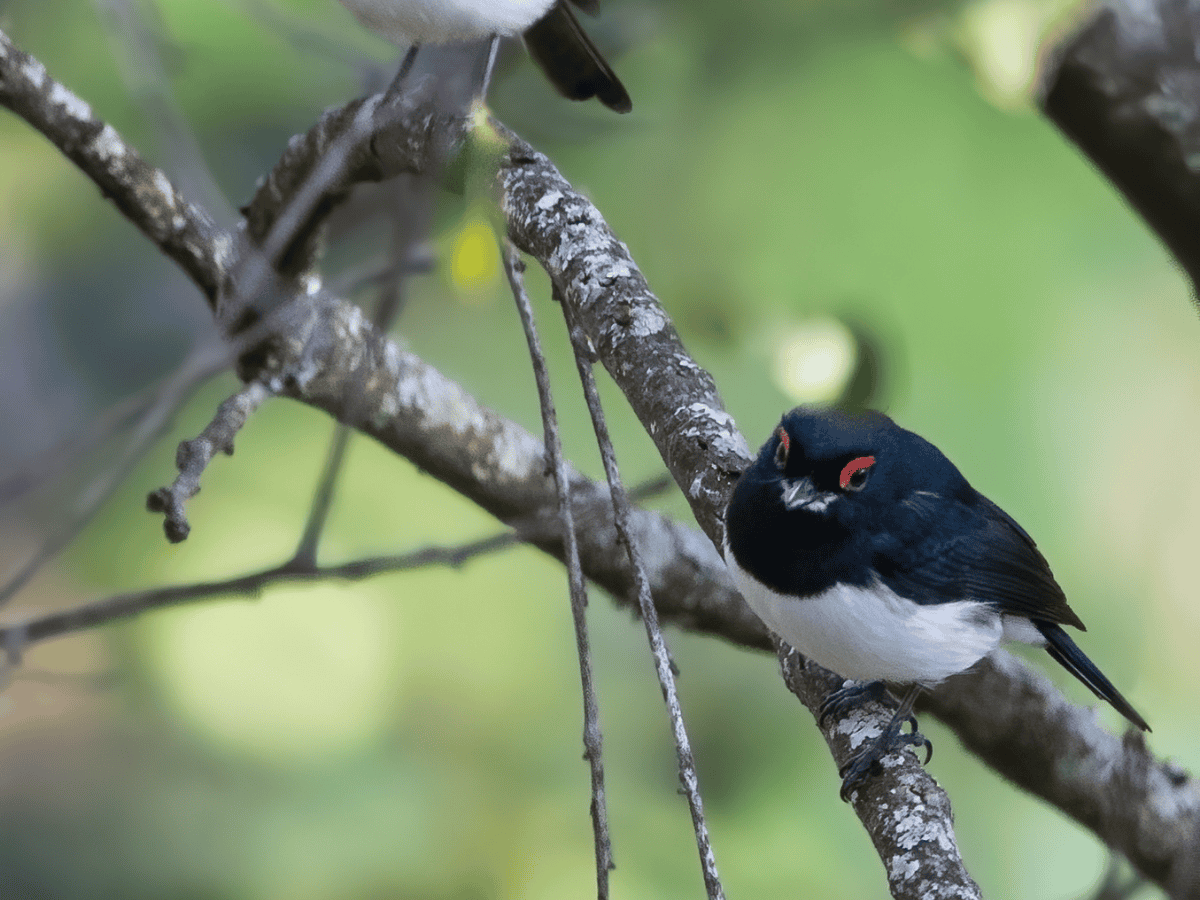Black-throated Wattle-eye