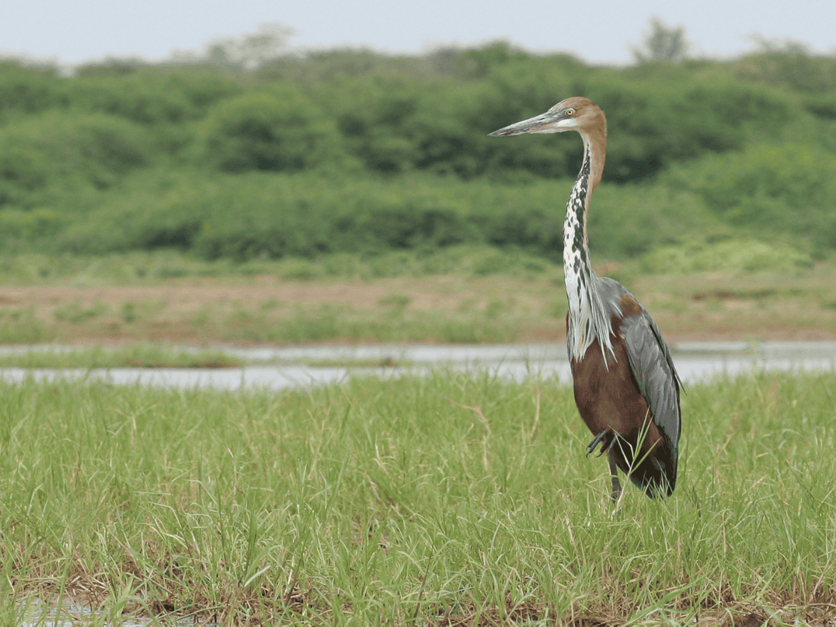 Goliath Heron