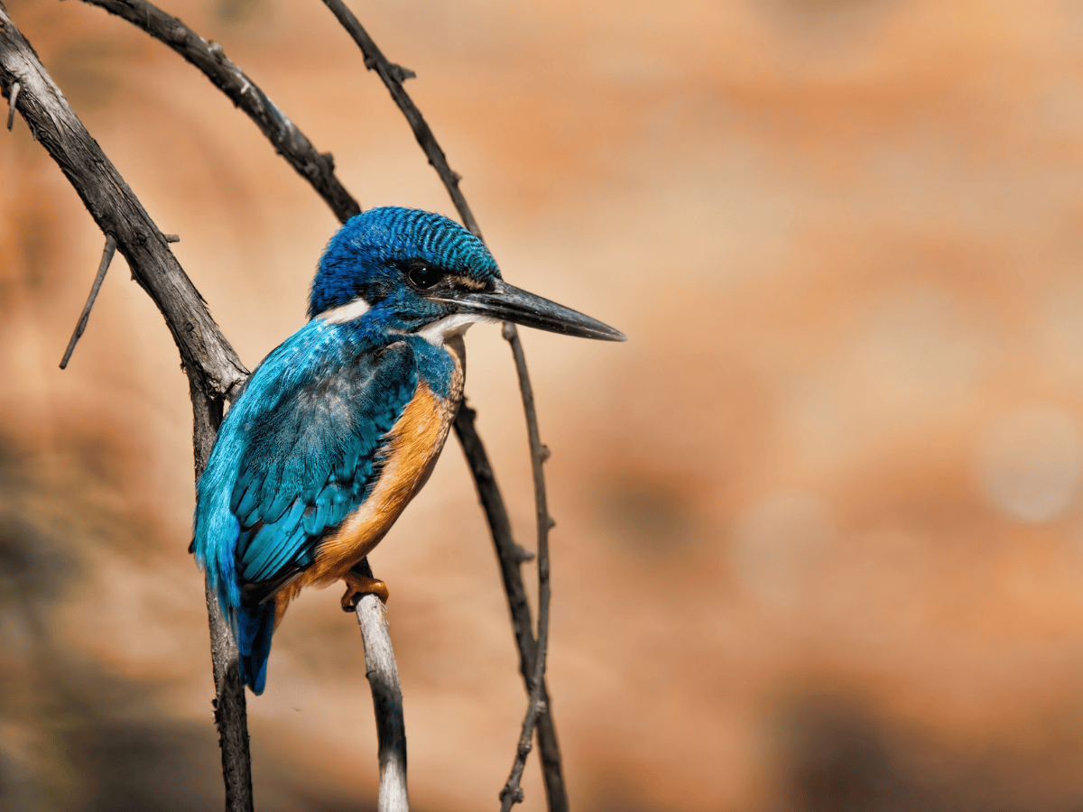 Half-collared Kingfisher