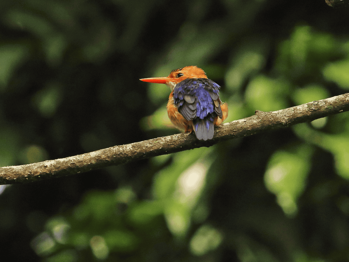 Pygmy Kingfisher