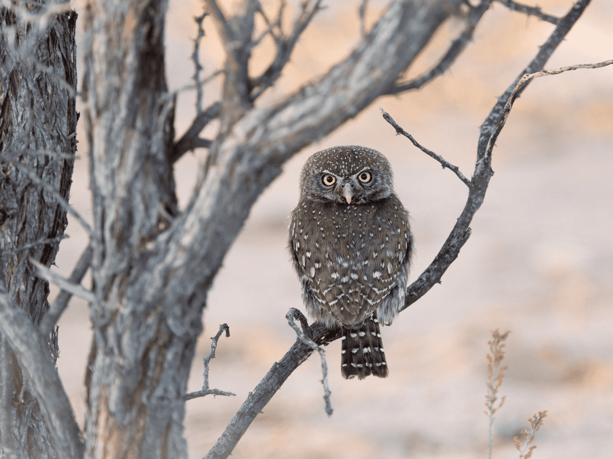 Pearl Spotted Owlet