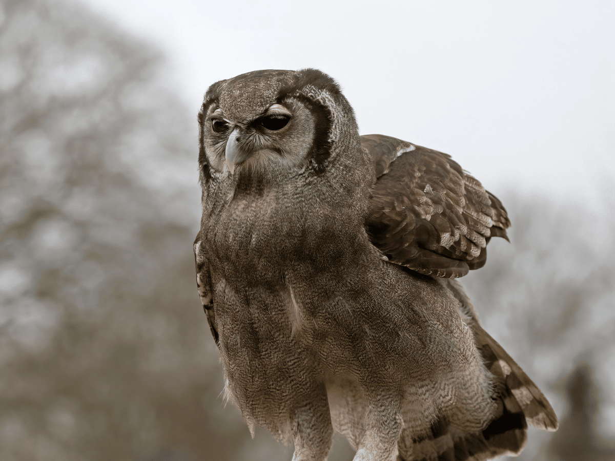 Verreaux’s Eagle-Owl
