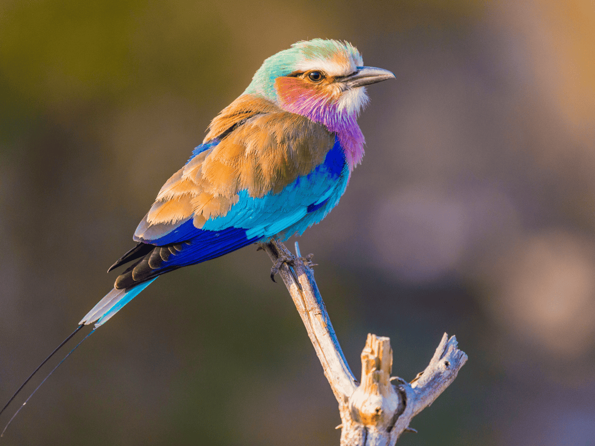 Lilac-breasted Roller