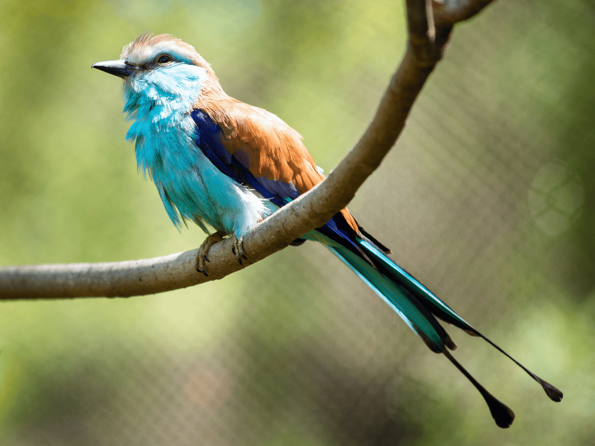 Racket Tailed Roller