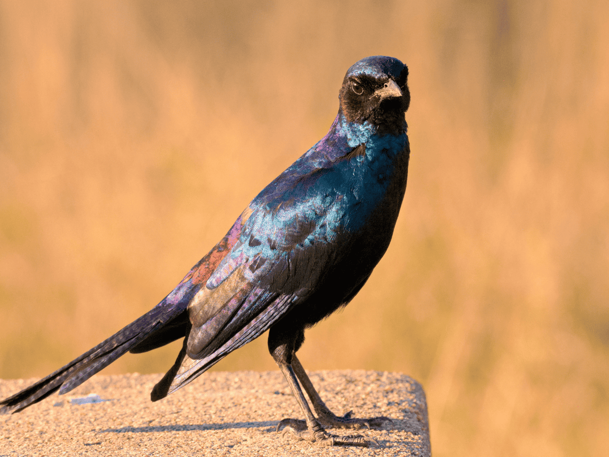 Burchell’s Starling