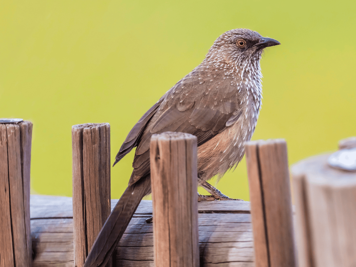 Arrow-marked Babbler